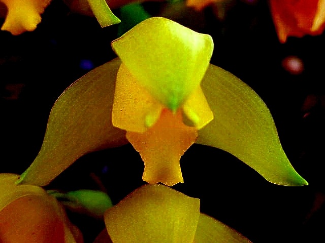 Lycaste consobrina